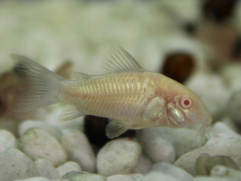 CORYDORA ALBINA