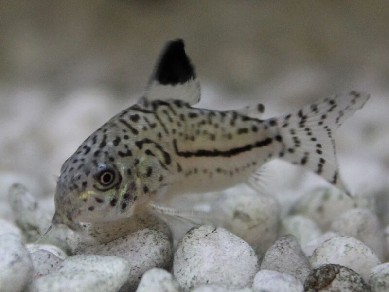 CORYDORA JULI