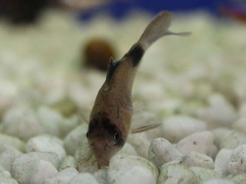 CORYDORA PANDA
