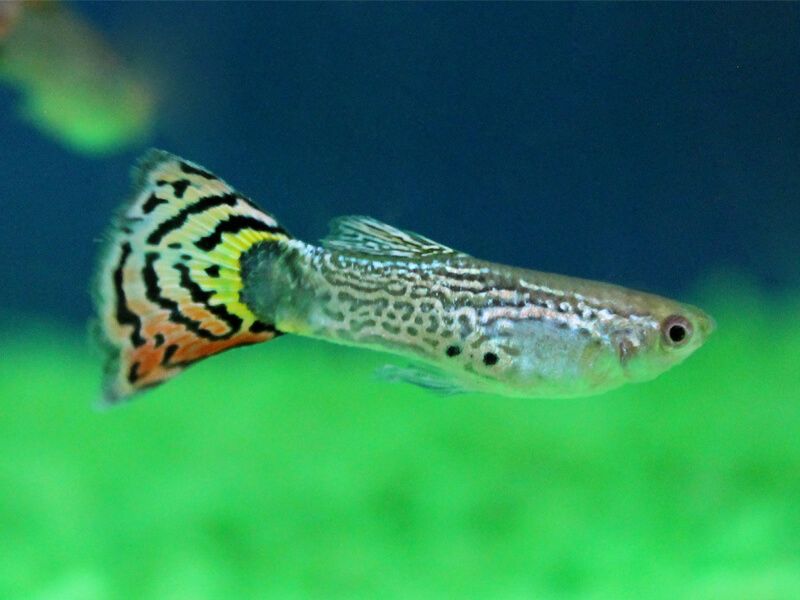 GUPPY MACHO
