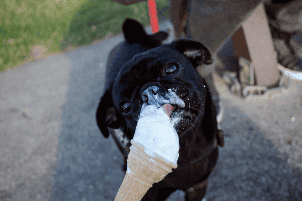 Helados caseros para perros