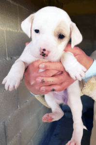 adopciones en reus (tarragona) - agronatura - perritos en adopcion