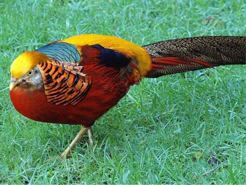 Faisán Dorado