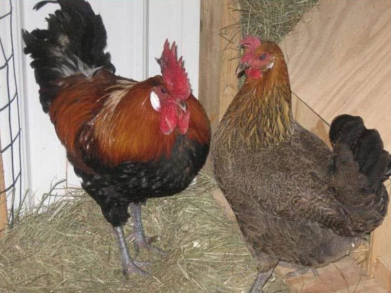 Gallina Penedesenca