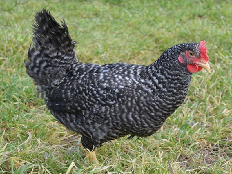 Gallina Ponedora Barrada