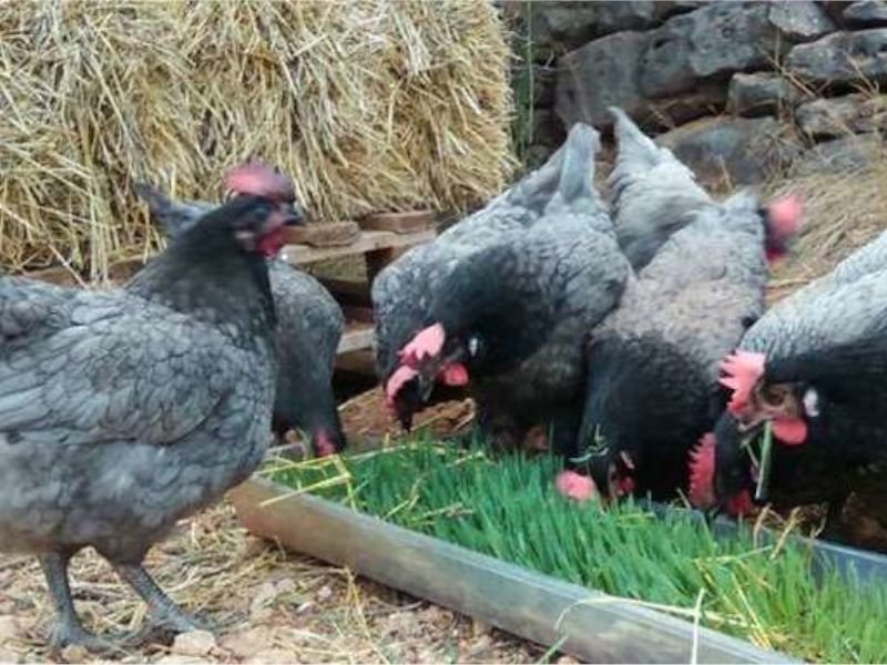 Gallina Ponedora Biblue