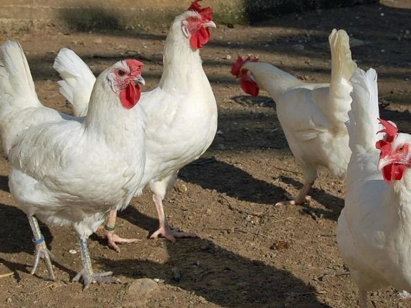 Gallina Ponedora Blanca