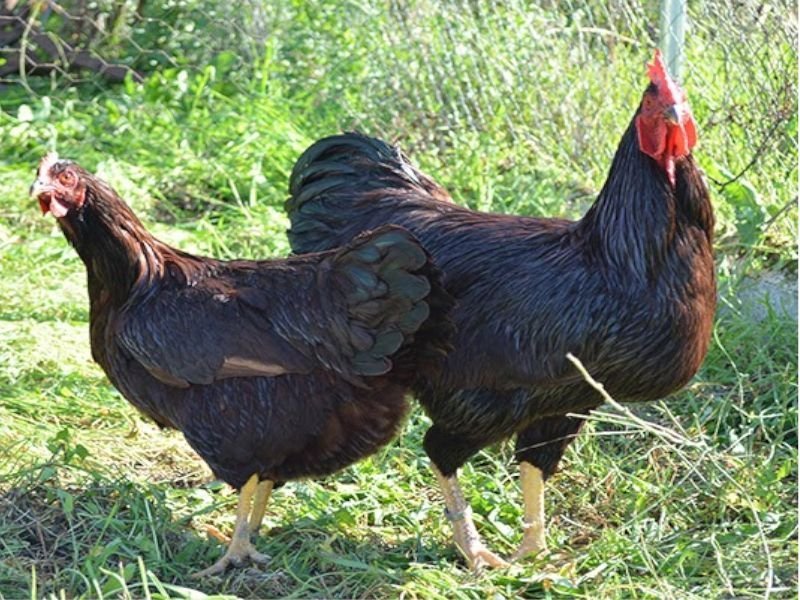 Gallina Ponedora Negra