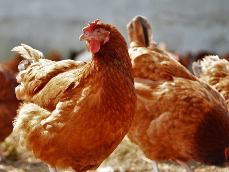 Gallina Ponedora Rubia