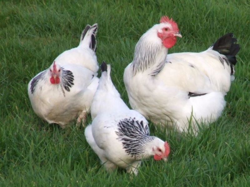 Gallina Ponedora Sussex