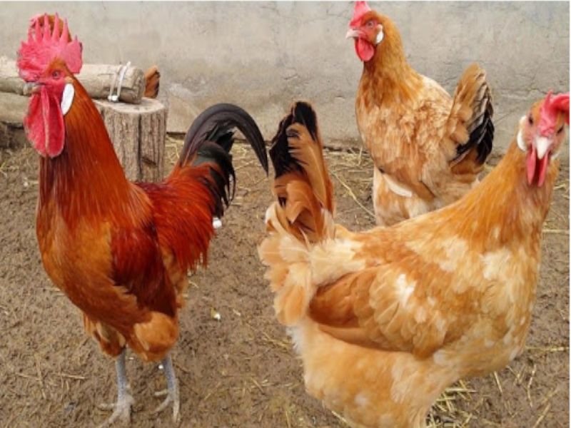 Gallina Prat