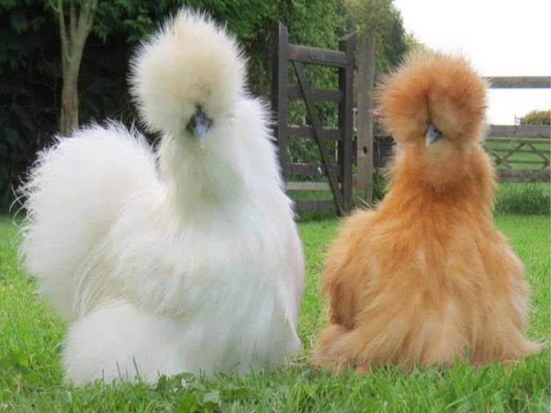 Gallina Sedosa del Japón