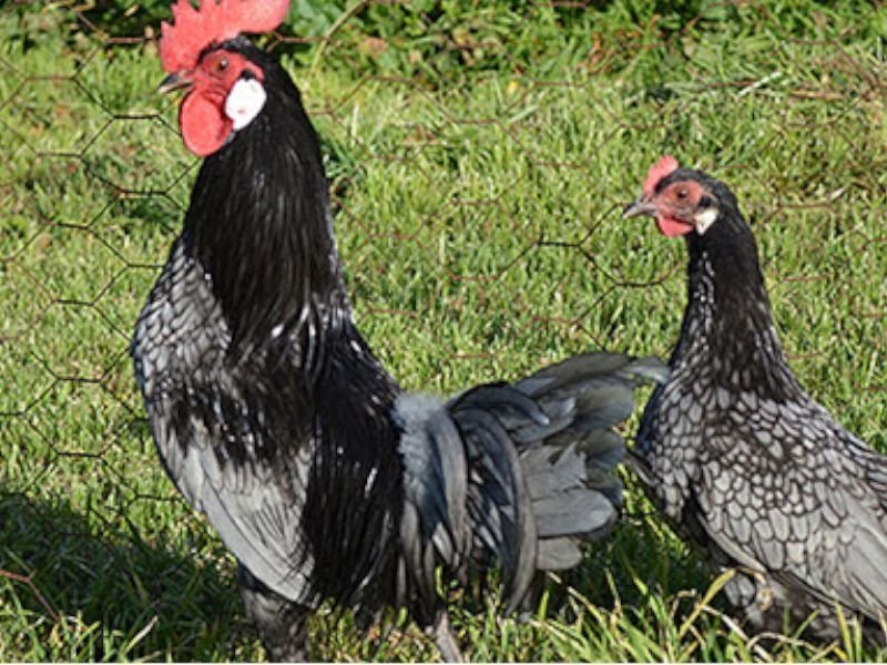 Gallo Azul