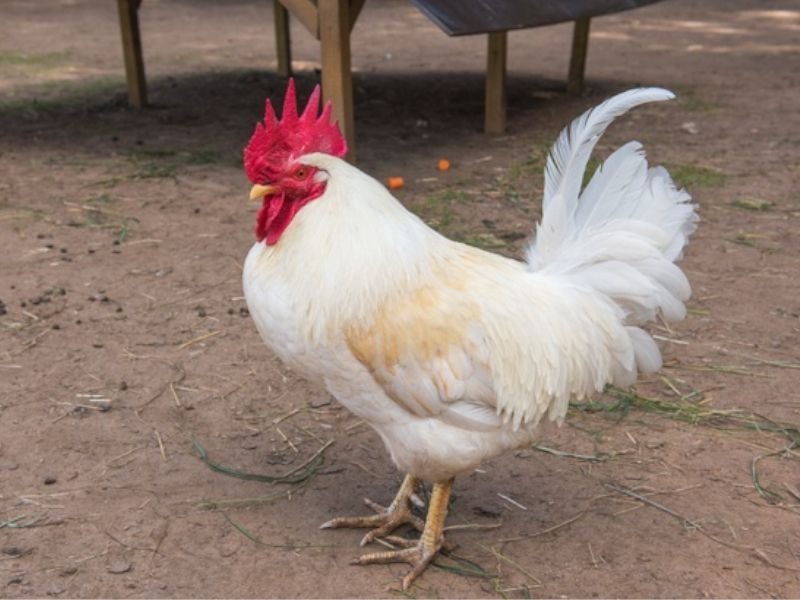 Gallo Blanco