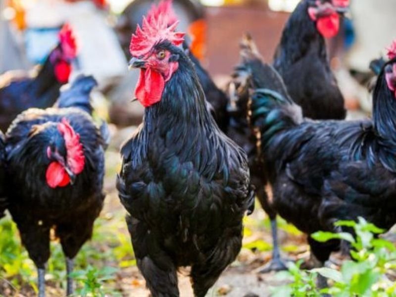 Gallo del Penedès