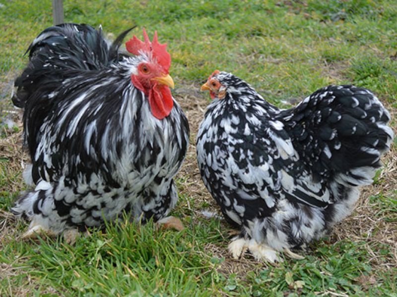 Gallos kikos