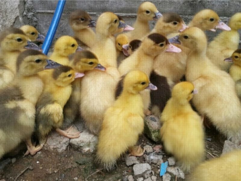 Patos Recriados