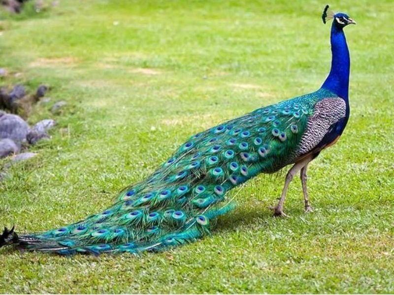 Pavo Real