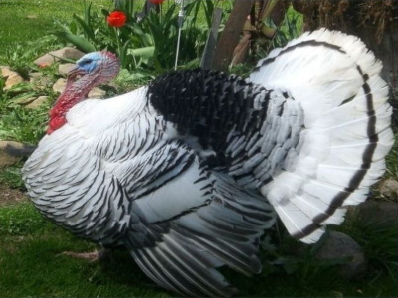 Pavo Royal Palm
