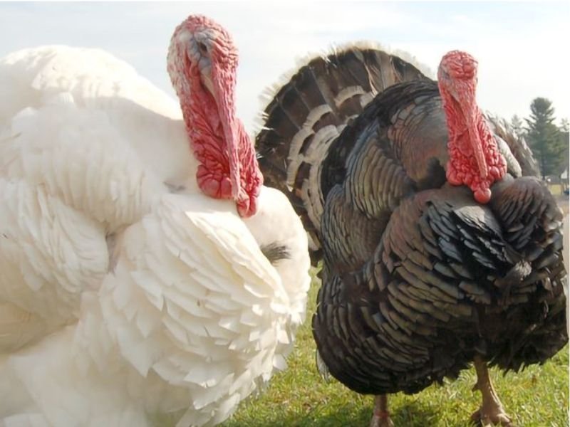 Pavo de Engorde