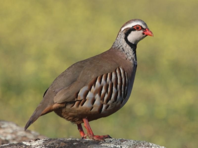 Perdiz