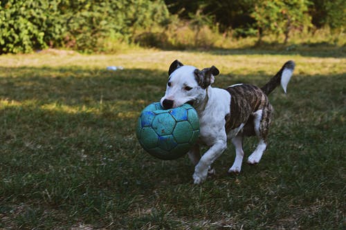 ¿Por qué mi perro no quiere separarse de mí?