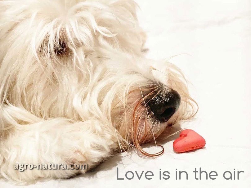 galletas en forma de corazon love is in the air comprar online